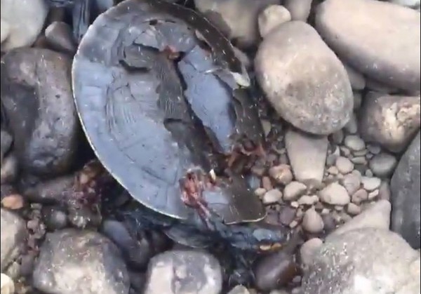 ▲▼ 雪梨驚現殺龜狂徒，海龜被石頭狠砸慘死。（圖／翻攝自Facebook／Turtle Rescues New South Wales）