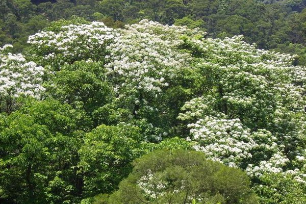 五月满山桐花的「土城桐花公园(图/新北市农业局提供)