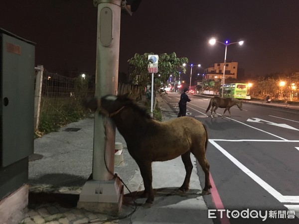 ▲▼脫韁的野馬逛大街，警察一樣罩得住。（圖／記者莊雅婷翻攝）