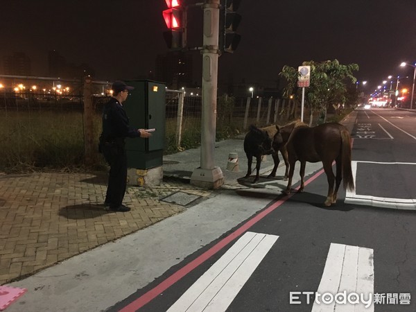 ▲▼脫韁的野馬逛大街，警察一樣罩得住。（圖／記者莊雅婷翻攝）