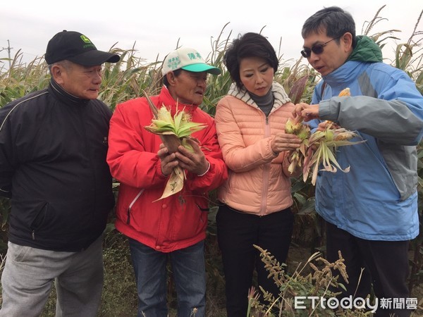 ▲連續寒流已造成鹽水2000公頃硬質玉米災損，農民向市議員趙昆原反映，立委陳亭妃獲獲偕農糧署官員會勘，發現玉米真的長不大，預料將欠收。（圖／陳亭妃提供）