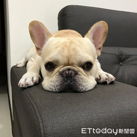 ▲法鬥怕魔鬼氈