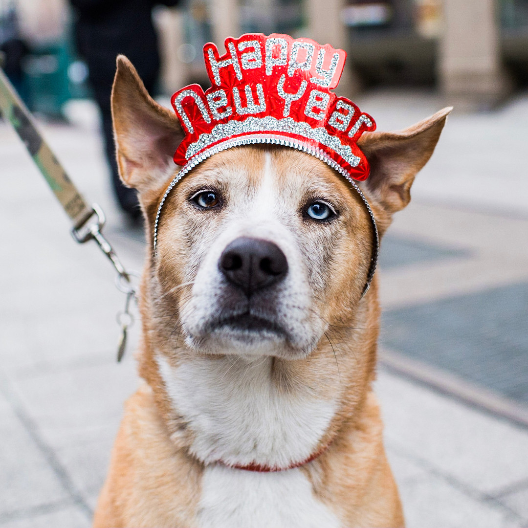 ▲過年狗衣服。（圖／翻攝rororiri、楊丞琳臉書、Ruby Rufus、tinkerbellethedog、caninestylesnyc IG）