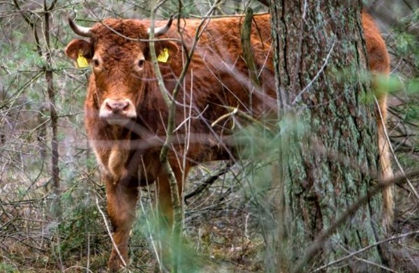 ▲▼荷蘭有隻3歲半的母牛被稱為「海明爾」（Hermien），牠在去年12月被送到屠宰場前「帶著」另一隻夥伴逃跑。（圖／翻攝自推特／PartyfortheAnimals）