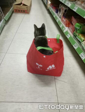 ▲顧客到超商買東西，店貓一直霸佔人家的購物袋。（圖／網友楊孟函‎提供，請勿隨意翻拍，以免侵權。）