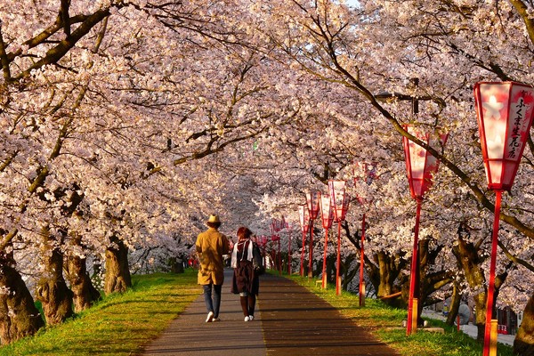 ▲日本山陰山陽賞櫻。（圖／翔笙旅遊提供）