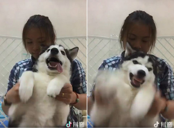 有偶像包袱的哈士奇。（圖／翻攝自抖音APP的用戶「JoycelynZR」）