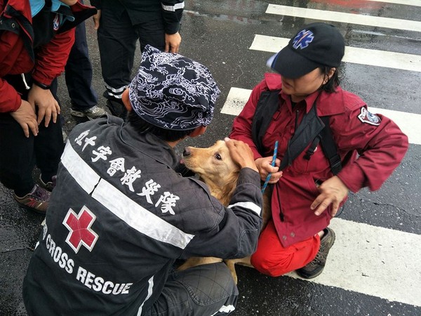 ▲▼中華民國紅十字會從雲門翠堤大樓救出2隻瑪爾濟斯和1隻黃金獵犬。（圖／翻攝自中華民國紅十字會臉書粉絲專頁）