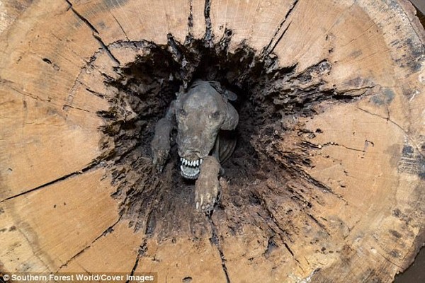 ▲被困死在橡樹樹幹內、呈現「眼神死」的塞德奇。（圖／翻攝自南方森林世界網站)