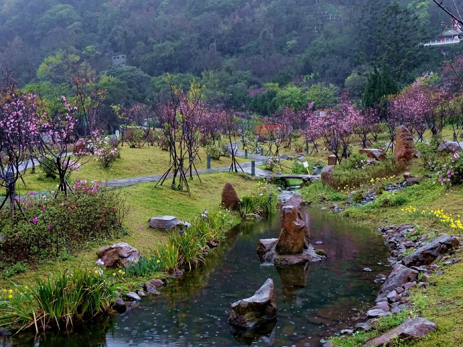 ▲▼陽明山賞櫻（圖／台北市政府提供）