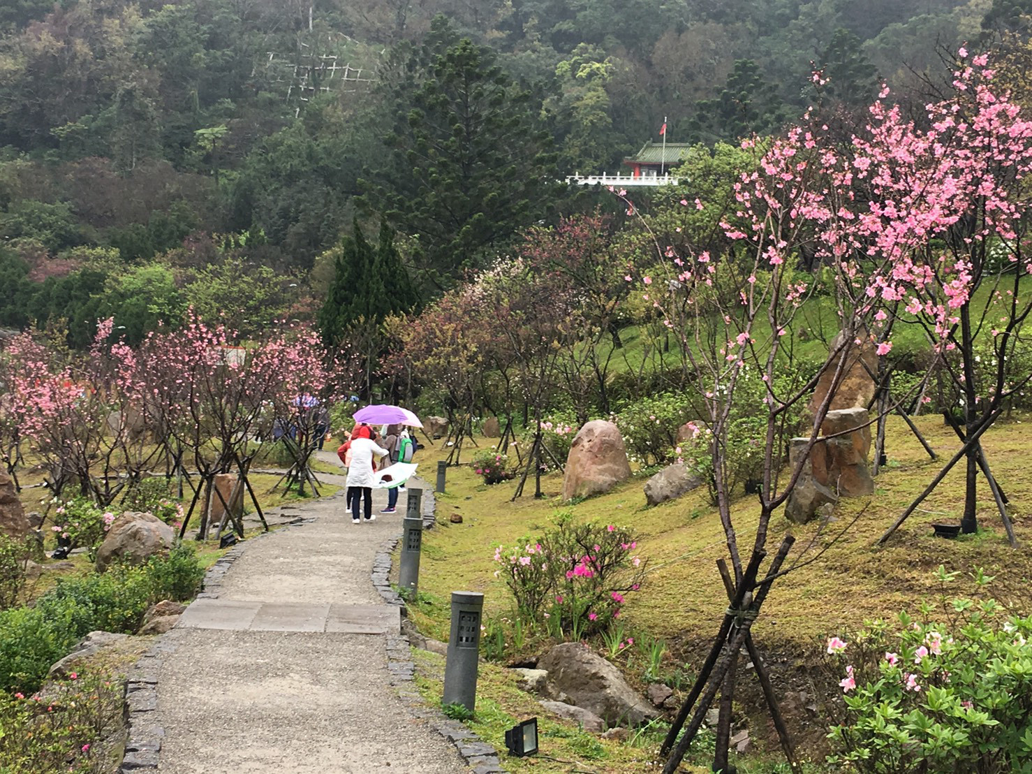 ▲▼陽明山賞櫻（圖／台北市政府提供）