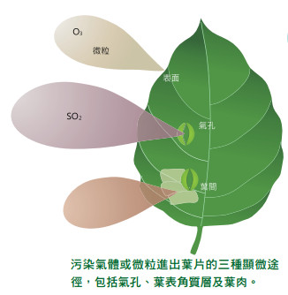 ▲植物對抗空汙不只調節二氧化碳濃度　枝葉還能阻擋塵埃降風速。（圖／記者謝侑霖翻攝）