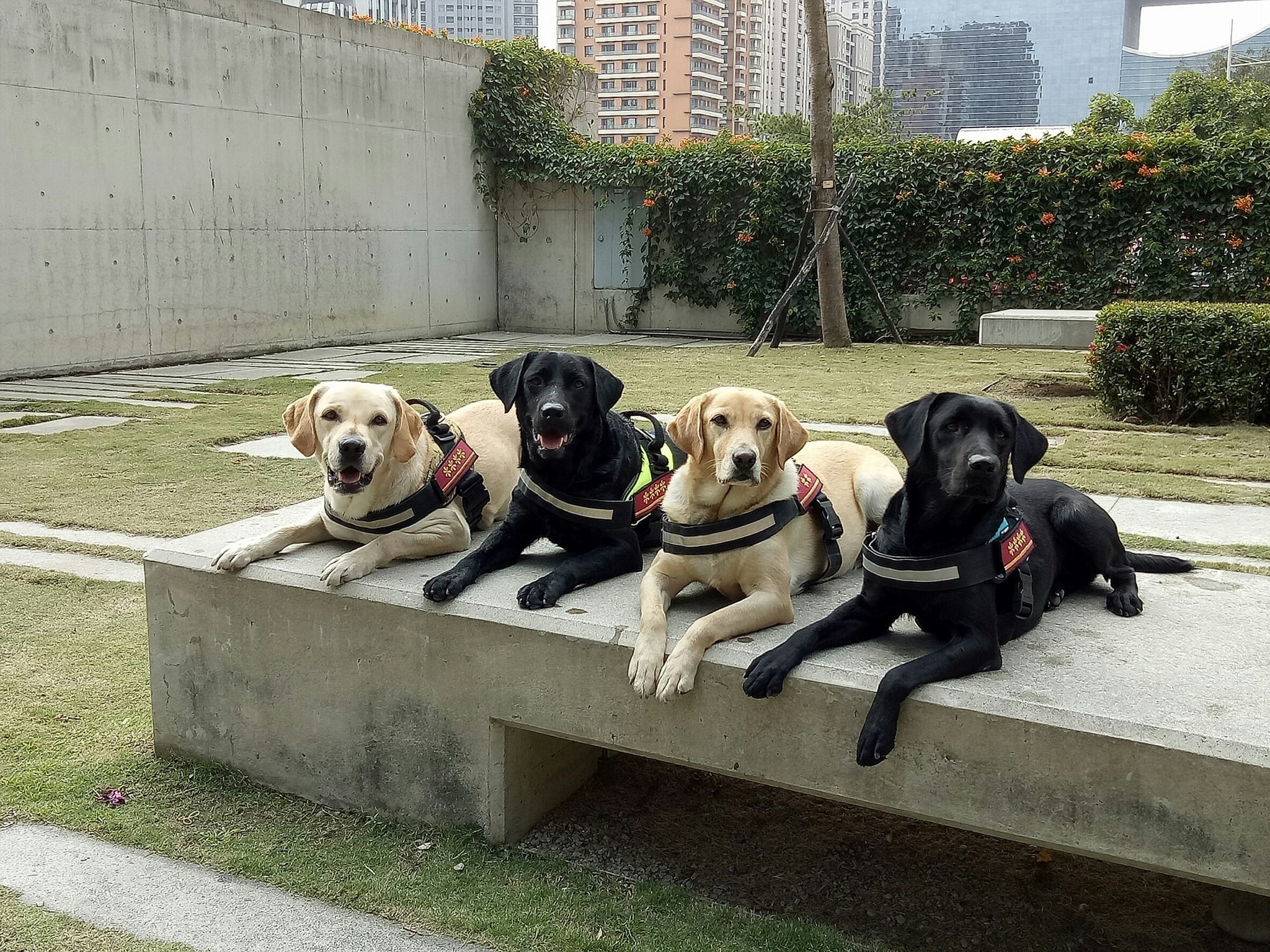 台中市搜救犬。（圖／翻攝「臺中GoGo - 狗狗 -臺中搜救犬」臉書）