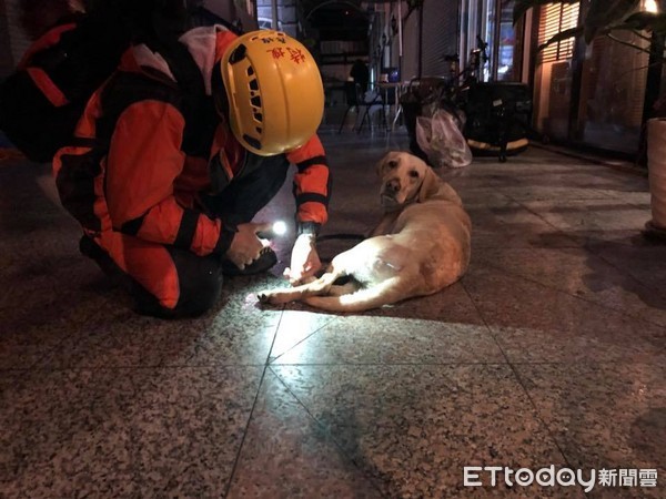 ▲領犬員替搜救犬檢查腳底是否受傷。（圖／網友授權提供。）