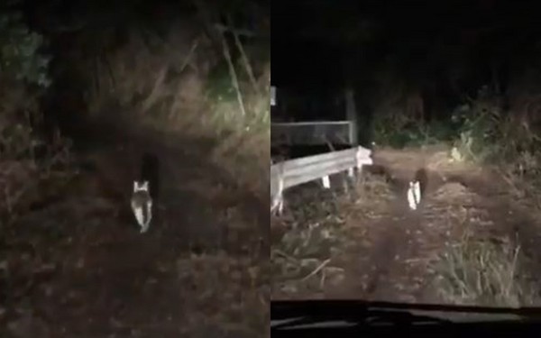 ▲日本車友上山巧遇指路「神貓」 還會回頭確認沒跟丟。（圖／翻攝自推特@zc31s_Monster）