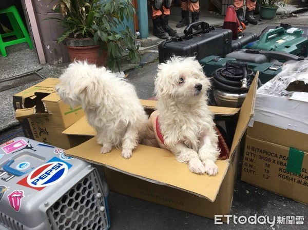 ▲從雲翠大樓獲救！阿金一家三口已團圓　兩瑪爾盼回主人懷抱（圖／臉書粉專「中華民國紅十字會」授權提供）