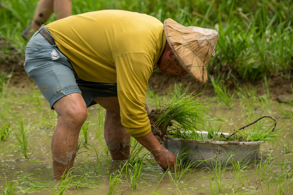 ▲▼插秧,農業。（Photo by Reece Cheng／Flickr）