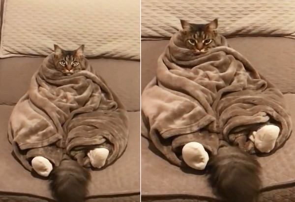 貓咪裹毯子變成肉棕。（圖／翻攝自Instagram用戶yves_the_cat）