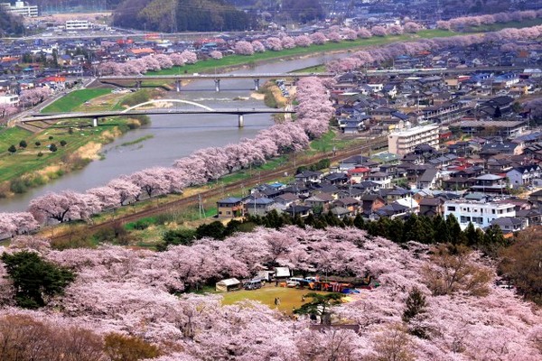 ▲日本宮城櫻花。（圖／Tripbaa趣吧！達人帶路）