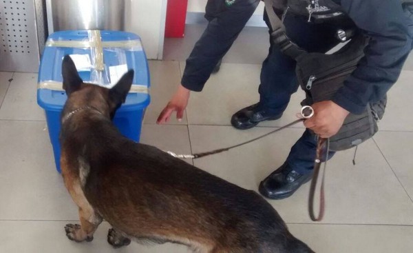 警犬發現孟加拉虎寶寶。（圖／翻攝自Policía Federal de México）
