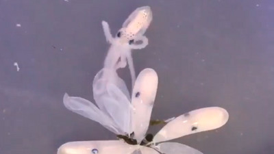 見證小章魚孵化瞬間　咻一聲噴出去體色由白→褐