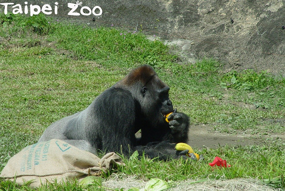 ▲▼寶寶掰掰！33歲金剛猩猩加入保育計畫　將移民荷蘭組家庭。（圖／台北市立動物園）