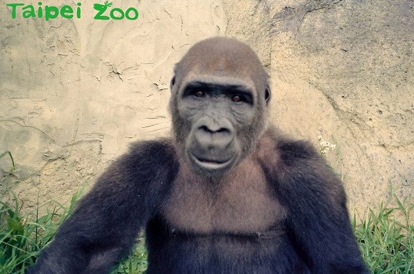 ▲▼寶寶掰掰！33歲金剛猩猩加入保育計畫　將移民荷蘭組家庭。（圖／台北市立動物園）