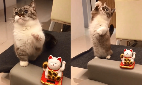 ▲模仿招財貓？呆萌主子歪頭「肉球亂揮」　網暴動：這台多少錢。（圖／翻攝自Instagram:littlemunchiepooky）