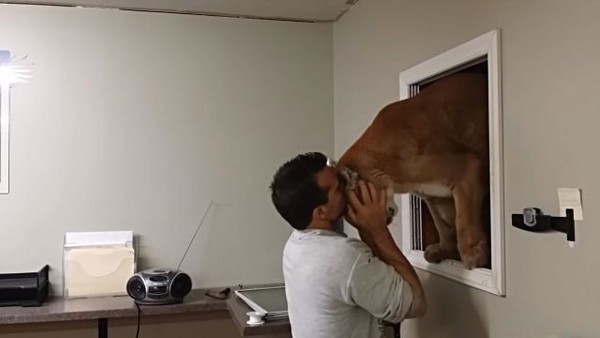 食肉兇猛美洲獅探頭進來..男子在牠額頭上深情一吻