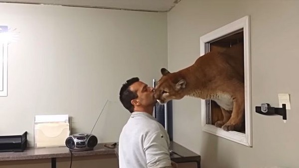 食肉兇猛美洲獅探頭進來..男子在牠額頭上深情一吻