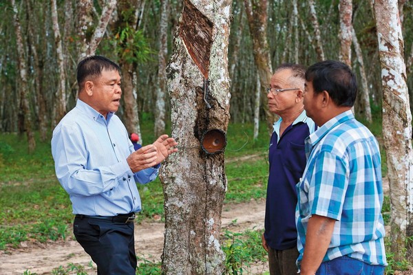 為了讓公司運作更有效率，綠河會派泰籍員工與當地膠農溝通。