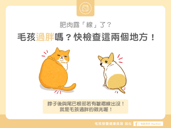 【肥胖汪喵飲食】肥肉露「線」了？快檢查這兩個地方！（圖／毛起來 MaoUp）