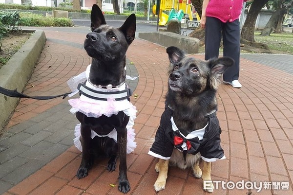 ▲阿嬤縫新娘裝送出嫁！仙草蜜公園證婚　隔天蹦出「小結晶」。（圖／網友江紹緯提供）（圖／網友Chi Wen提供）