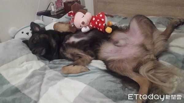 ▲阿嬤縫新娘裝送出嫁！仙草蜜公園證婚　隔天蹦出「小結晶」。（圖／網友江紹緯提供）（圖／網友Chi Wen提供）