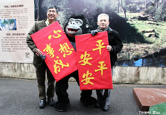 ▲金剛猩猩「寶寶」3月飛荷蘭！　粉絲落淚「送紅包」祝福。（圖／台北市立動物園提供，下同）