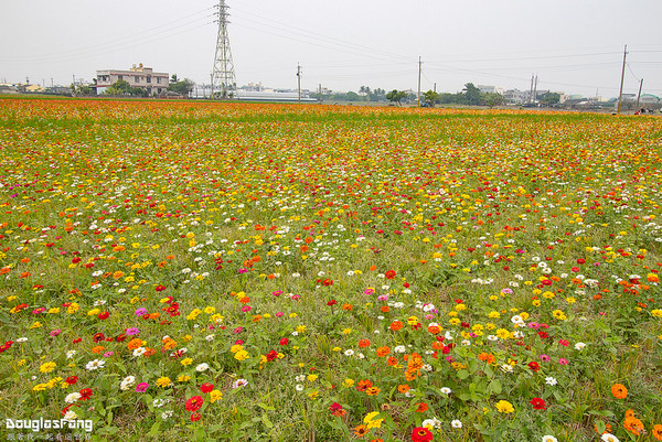 ▲▼嘉義 太保花海節。（圖／道格拉斯.方提供）