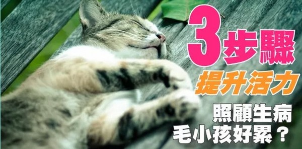 （圖／台灣腎貓協會）