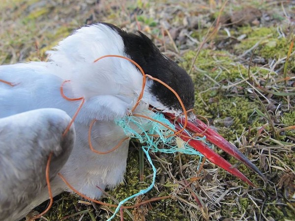 北極海鷗被橘色塑膠繩纏繞，活活餓死。（圖／翻攝自Norsk Polarinstitutt粉絲專業）