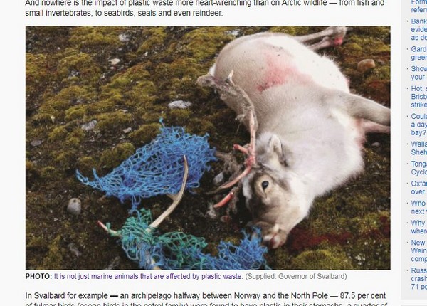 馴鹿疑似想要讓鹿角掙脫纏繞的塑膠漁網，而弄傷自己導致死亡。（圖／翻攝自ABC NEWS）