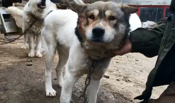 ▲南韓冬奧期間狗肉販照賣！　他們救90隻小狗免成「補身湯」。（圖／翻攝自HSI臉書)