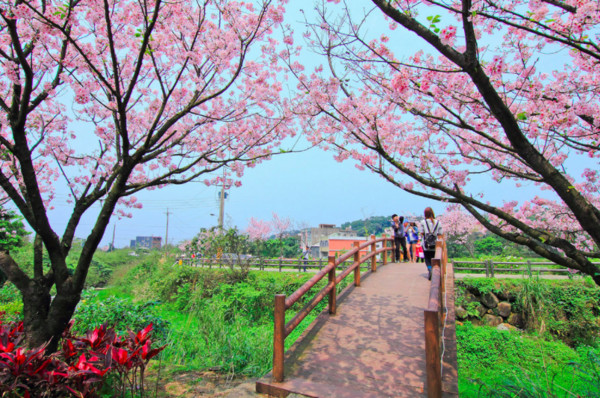 ▲北台灣賞櫻地圖,三芝三生步道。（圖／〃風の攝影趣〃提供）