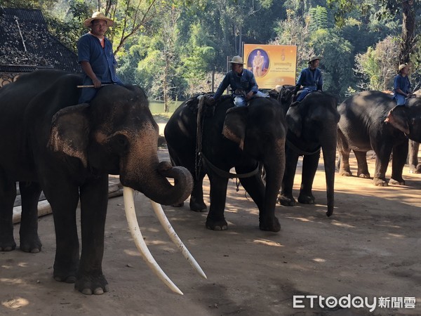 ▲泰國大象,大象,泰國清邁。（示意圖／記者陳涵茵攝）