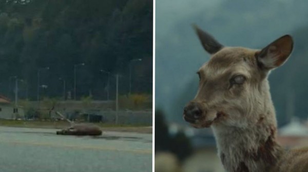 電影「屍速列車」片頭出現的殭屍鹿。（圖／翻攝自YouTube@觸電網-電影情報入口網）