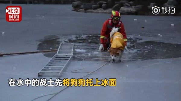 冰面破裂！消防員落水仍先將狗推上岸　「這是對生命的尊重」（圖／翻攝自时间新闻视频／秒拍）