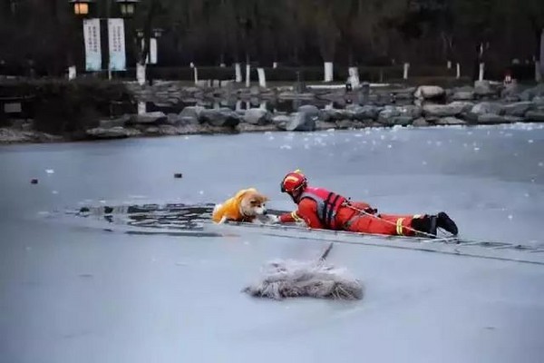 冰面破裂！消防員落水仍先將狗推上岸　「這是對生命的尊重」（圖／翻攝自时间新闻视频／秒拍）