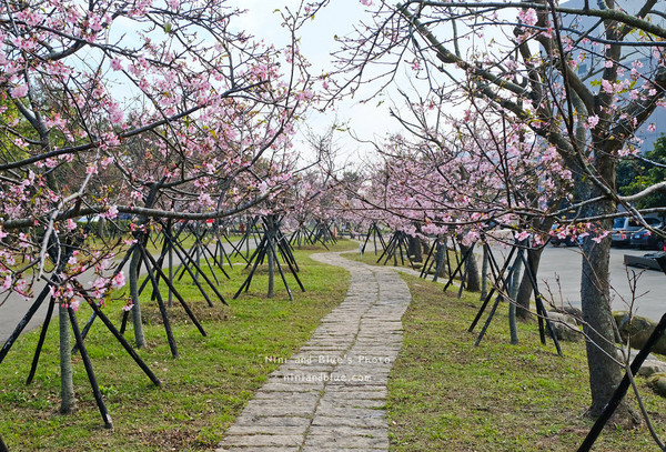 ▲▼台中中科后里崴立櫻花公園,崴立機電櫻花步道。（圖／NINI AND BLUE 玩樂食記提供）