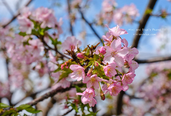 ▲▼台中中科后里崴立櫻花公園,崴立機電櫻花步道。（圖／NINI AND BLUE 玩樂食記提供）