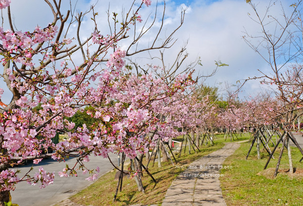 ▲▼台中中科后里崴立櫻花公園,崴立機電櫻花步道。（圖／NINI AND BLUE 玩樂食記提供）