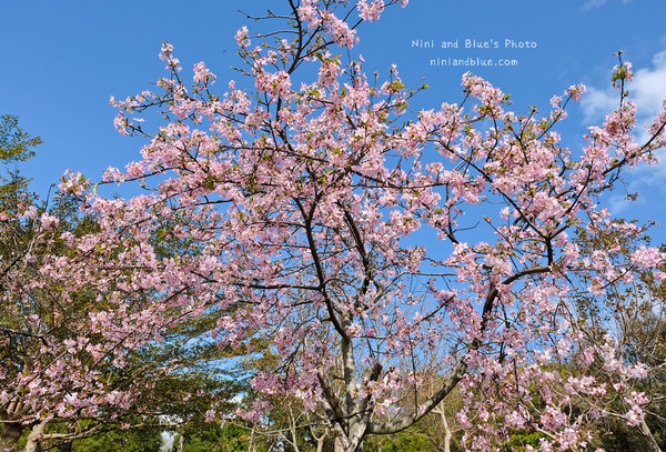 ▲▼台中中科后里崴立櫻花公園,崴立機電櫻花步道。（圖／NINI AND BLUE 玩樂食記提供）