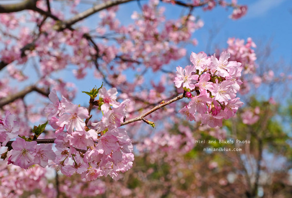 ▲▼台中中科后里崴立櫻花公園,崴立機電櫻花步道。（圖／NINI AND BLUE 玩樂食記提供）